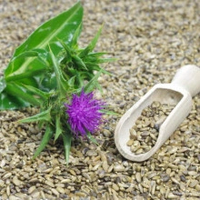 Armurariu-Silybum Marianum