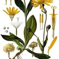 Arnica montana - Img 4