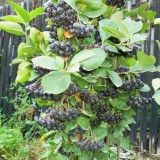 Aronia melanocarpa nero
