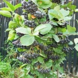 Aronia melanocarpa nero - Img 1