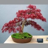 Artar japonez-Acer palmatum atropurpurea - Img 5