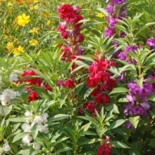 Balsamine-Impatiens Balsamina mix - Img 3