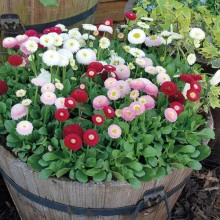 Banutei-Bellis Perennis Pomponette mix - Img 6