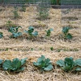 Broccoli - Img 2