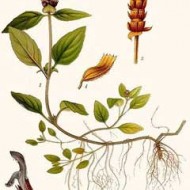 Busuioc de camp-Prunella Vulgaris