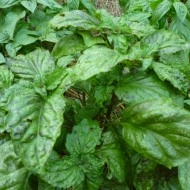 Busuioc Lettuce leaf green