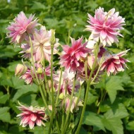 Caldarusa-Aquilengia vulgaris Nora Barlow