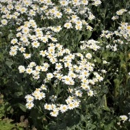 Calomfir-Tanacetum Balsamita - Img 2