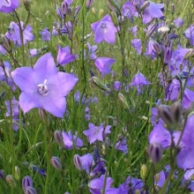 Campanula Rotundifolia - Img 2