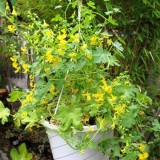 Canary creeper-Tropaeolum peregrinum