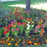 Carciumareasa liliput mix
