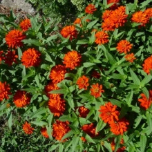 Carciumareasa Profusion double Orange - Img 3