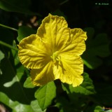 Castravete amar-Momordica charantia
