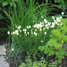 Ceapa de tuns-Chives