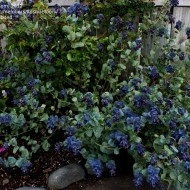 Cerinthe major purpurascens - Img 3