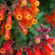 Chilean Glory Vine-Eccremocarpus Scaber - Img 3
