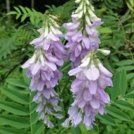 Ciumărea-Galega officinalis - Img 4