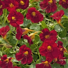 Condurasi Crimson Emperor