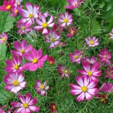 Cosmos bipinnatus Sensation Picotee 