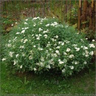 Crizantema sălbatică-Tanacetum cinerariifolium
