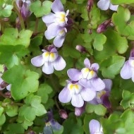 Cymbalaria Muralis-Kenilworth Iedera - Img 5