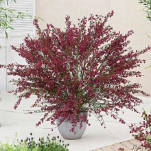 Cytisus Boskoop Ruby - Img 7