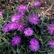 Delosperma Cooperi-Floarea de cristal