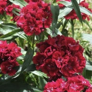 Dianthus barbatus-Garoafa turceasca Black Magic - Img 2