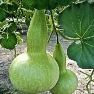 Dovleac decorativ Bottle Gourd