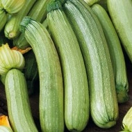 Dovlecel timpuriu fara vrej Genovese - Img 1