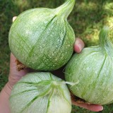 Dovlecel zucchini Ronde de nice