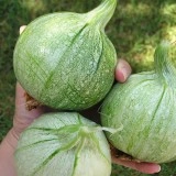Dovlecel zucchini Ronde de nice