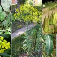 Drobusor-Isatis Tinctoria - Img 2