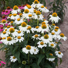Echinacea Pow Wow White