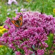 Eupatorium Maculatum Atropurpureum - Img 2