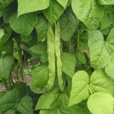 Fasole Bob-Vicia faba L.