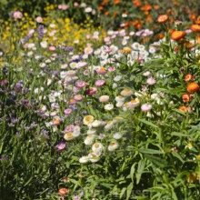 Flori de pai-Helichrysum bracteatum mix - Img 3