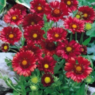 Gaillardia Aristata Burgunder - Img 5