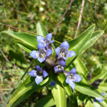 Gentiana Cruciata