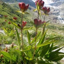 Gentiana Purpurea - Img 3
