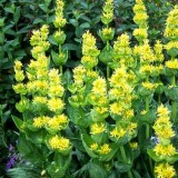 Ghintura-Gentiana lutea