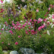 Gomphrena-Gomphrena globosa mix