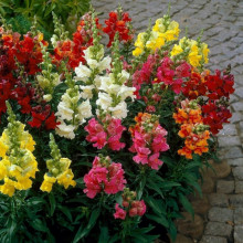 Gura leului pitica mix-Antirrhinum majus L