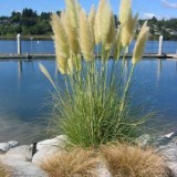 Iarba de pampas alb