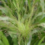 Iarba decorativa Agrostis nebulosa - Img 4