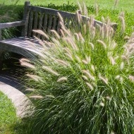 Iarba decorativa-Pennisetum alopecuroides hameln - Img 3