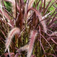 Iarba decorativa Pennisetum Setaceum Rubrum - Img 3