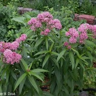 Iarba fluturilor-Asclepias incarnata - Img 4