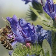 Iarba Sarpelui-Echium vulgare - Img 2