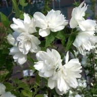 Iasomie batuta-Philadelphus Snowbelle - Img 3